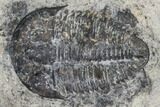 Utaspis Trilobite Multiple Plate - Marjum Formation, Utah #106186-3